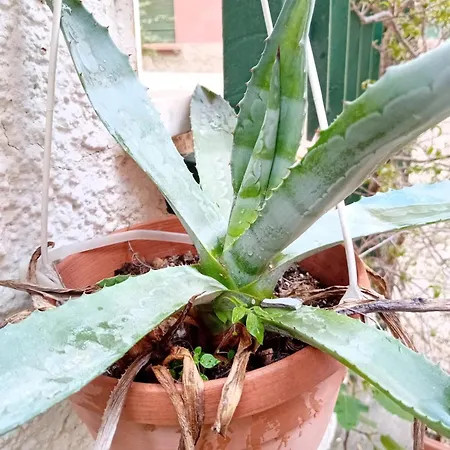 Apartmán Il Vicolo Cinque Terre
