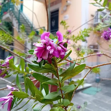 Apartamento Casa Il Vicolo Cinque Terre