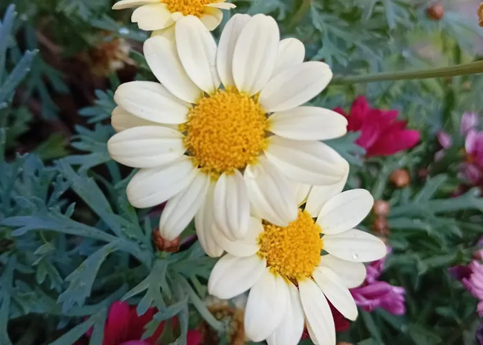 Casa Il Vicolo Cinque Terre