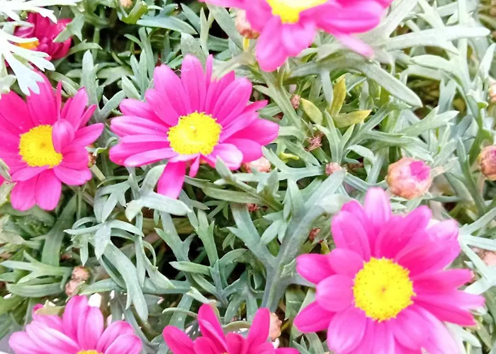 Casa Il Vicolo Cinque Terre Lägenhet