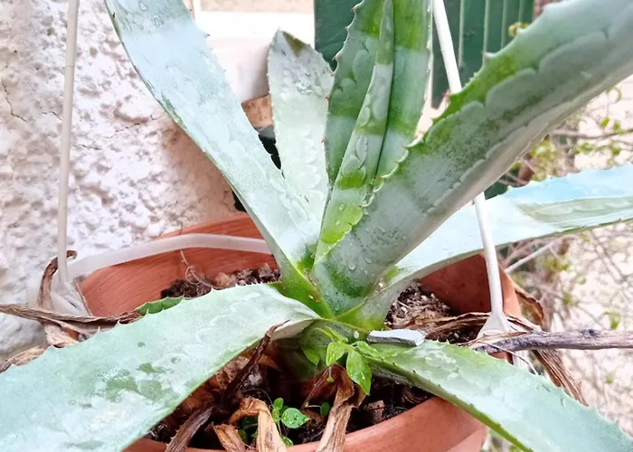 Lägenhet Casa Il Vicolo Cinque Terre