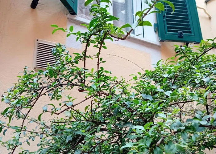 Casa Il Vicolo Cinque Terre