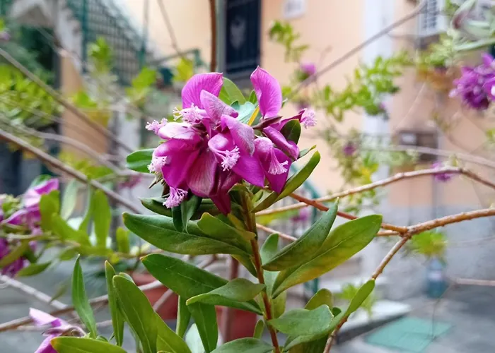 Lägenhet Casa Il Vicolo Cinque Terre