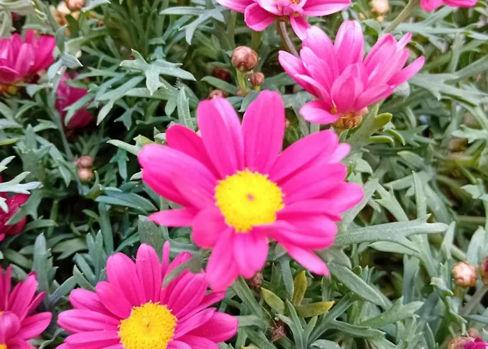 Casa Il Vicolo Cinque Terre